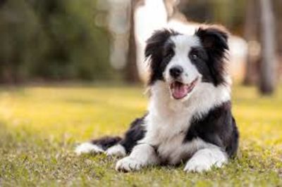 Research Reveals Dogs Can Detect Untrustworthy Individuals