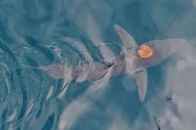 Watch Scientists Record an Octopus Riding a Shark