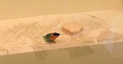 A Pet Parakeet Is Playfully