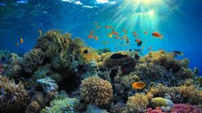 84% Of Coral Reefs Worldwide Are  Impacted By The Most Severe Bleaching Event Ever Recorded