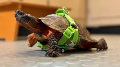 Museum Employees Create a Custom Mobility Aid for a Disabled Turtle Using LEGO Pieces