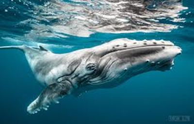 Humpback Whales Engage in Friendly Conversation with Humans by Blowing