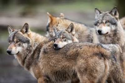 Filmmaker Captures What Takes Place When Wild Wolves Go Back to Kill