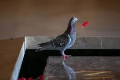 Pigeon Builds The Most Glamorous Nest After Stealing Poppies From  Memorial