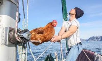 Chicken Seas The World By Sailing The Seas With Her Best Human Friend