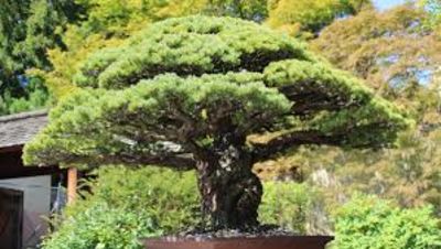 Bonsai Tree Nearly 400-Years-Old Survived Hiroshima Bombings And Is Still Thriving