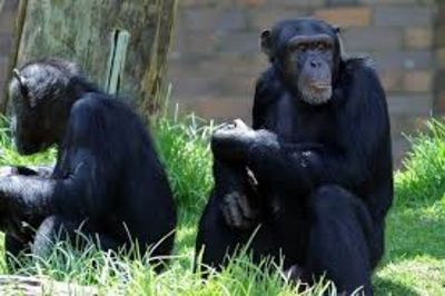 New Study Reveals That Chimps Can Revise Their Choices Same As Humans