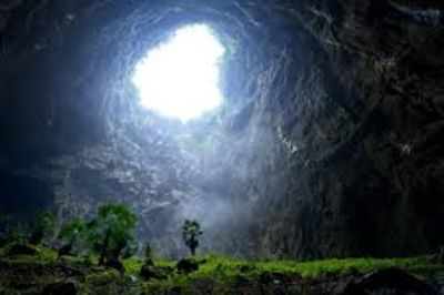 Incredible Forest Discovered Growing In a 630-Foot Sinkhole In China
