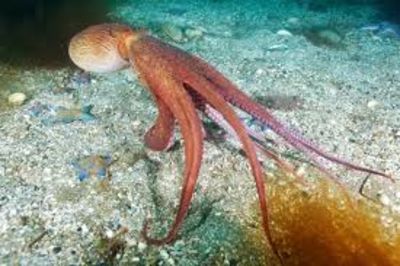 Octopus Gives Ultimate Sacrifice To Safe Her Off Springs