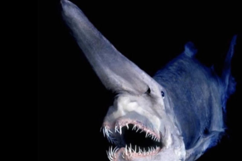 Scuba Divers Went For A Dive, What They Discovered Will Give You Nightmares! 1