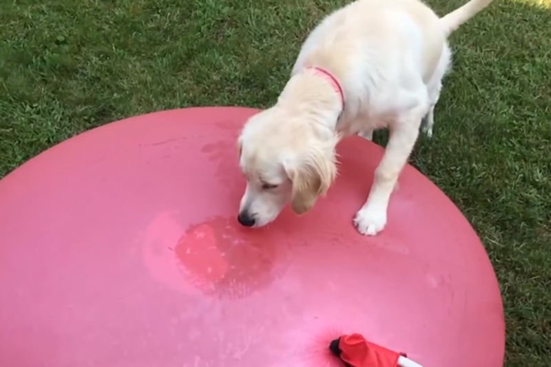 This Adorable Dog Jumps On Top Of A Giant Water Balloon, Watch What Happens Next... 1