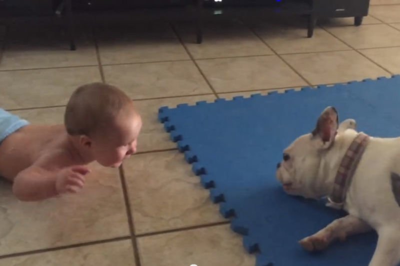 Video: Their Dog Is This Kid's Favourite Babysitter... And You'll Definitely Understand Why. 1