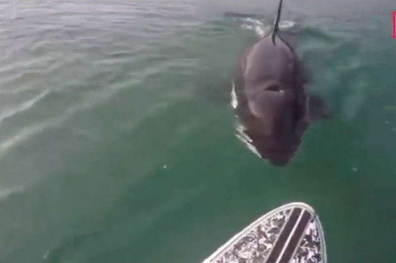 Video: Watch This Killer Whale Swimming Under This Surfer's Paddle Board 1