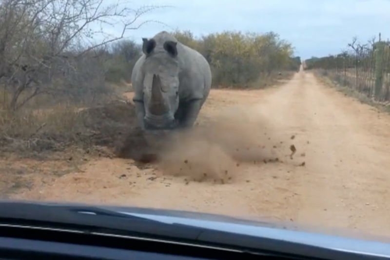 Video: Rhino Charges And Attacks Car! 1