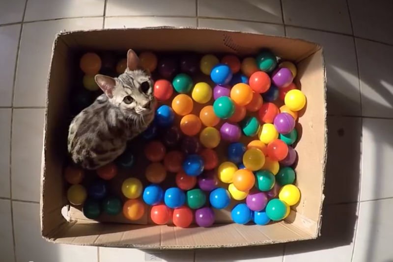 Video: Adorable Kitty Loves His Homemade Ball Pit. 1
