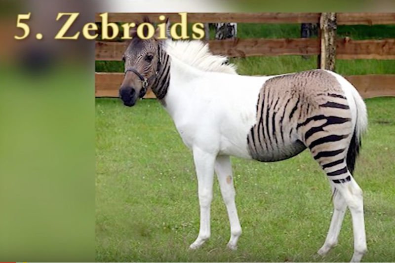 Video: Top 5 Most Amazing Animal Hybrids!