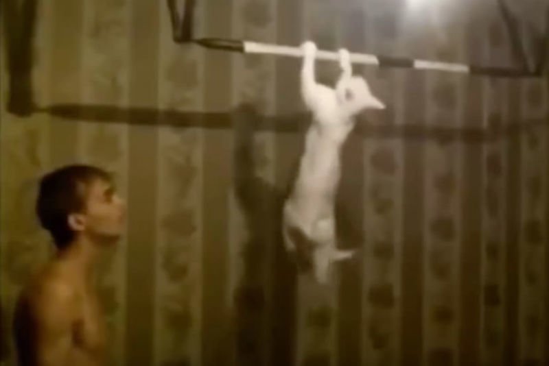 Video: These Cats Have A Serious Identity Crisis! Watch Them Behave Like Humans... 1