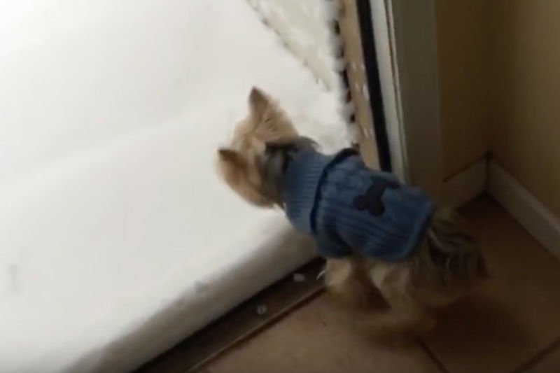 Video: This Dog Meets Snow For The First Time... Treats Poor Ol'snow Very Rudely! 1