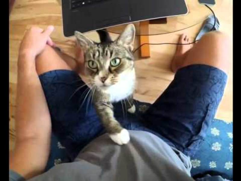 Video: Adorable Cats Begging For Some Cuddling 1