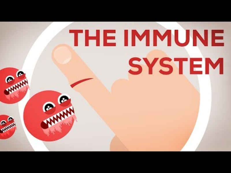 Video: The Immune System Explained I ' Bacteria Infection (great Graphical Breakdown) 1