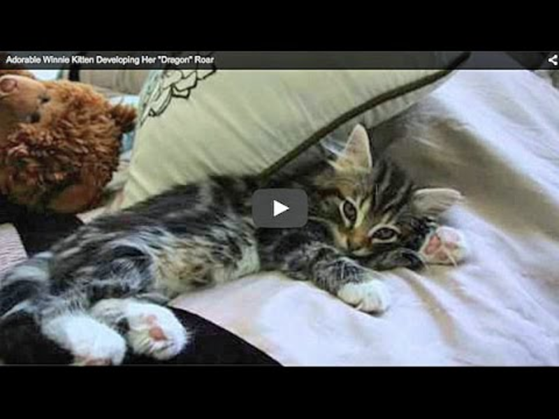 Video: This Cat Is Never Gonna Be As Terrifying As A Dragon... 1