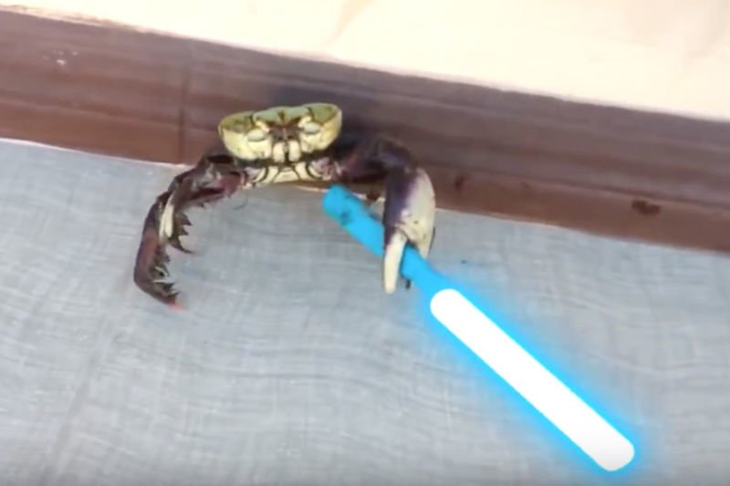 Video: Jedi-crab Holding A Lightsaber Fights For It's Life! 1