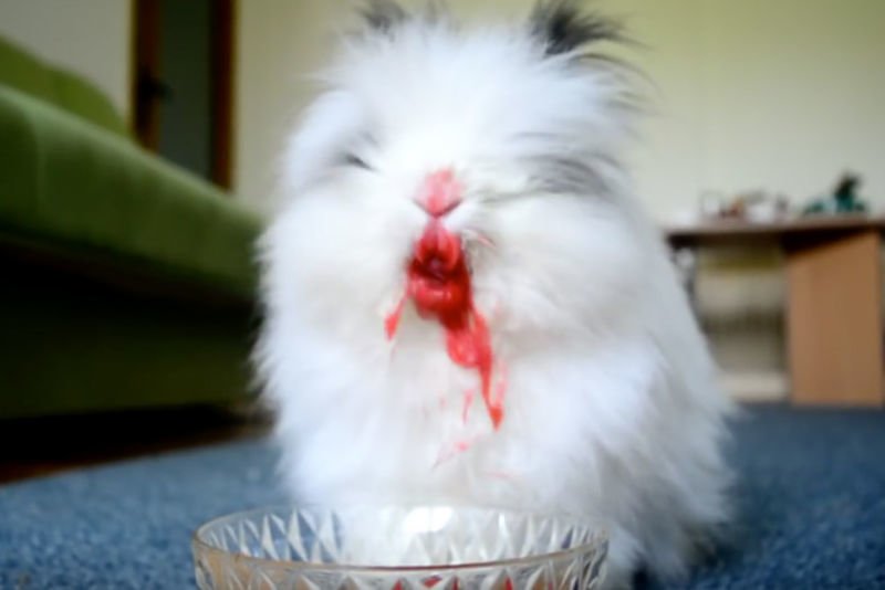 Video: Fluffy Bunny Eating Cherries Looks Completely Terrifying! 1