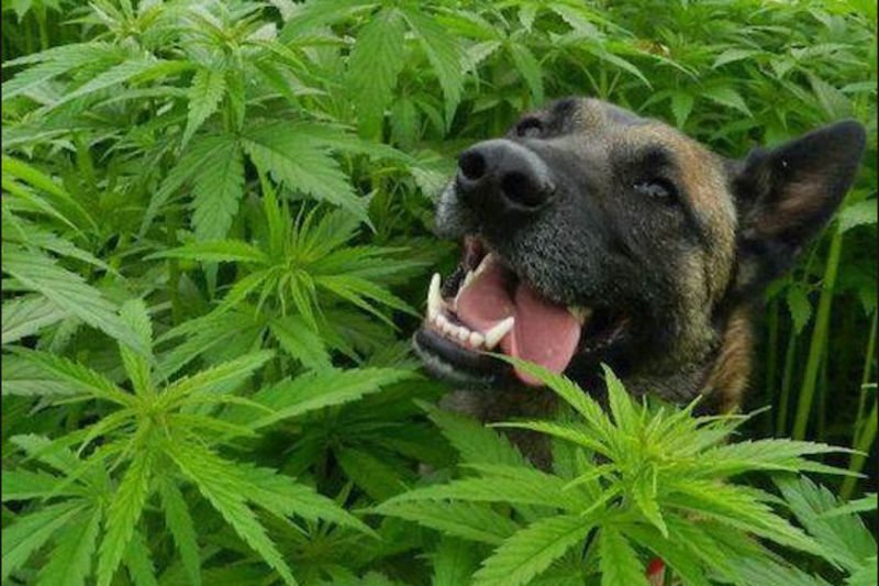 Video: Do You Believe In Flying Dogs? Because These Dogs Are Seriously High! 1