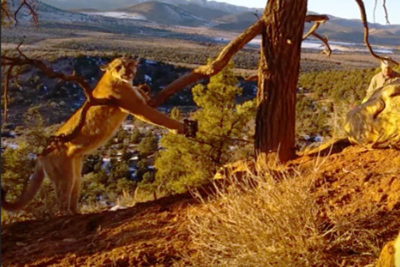 Video: Brave Legends Save A Massive And Very Angry Cougar From A Bobcat Trap Without Getting Their Faces Clawed Off! 1
