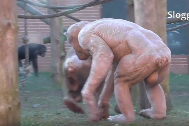 Video: Chimpanzee Suffering From Alopecia Disease Starts A Mass Brawl Inside The Zoo Enclosure. 1