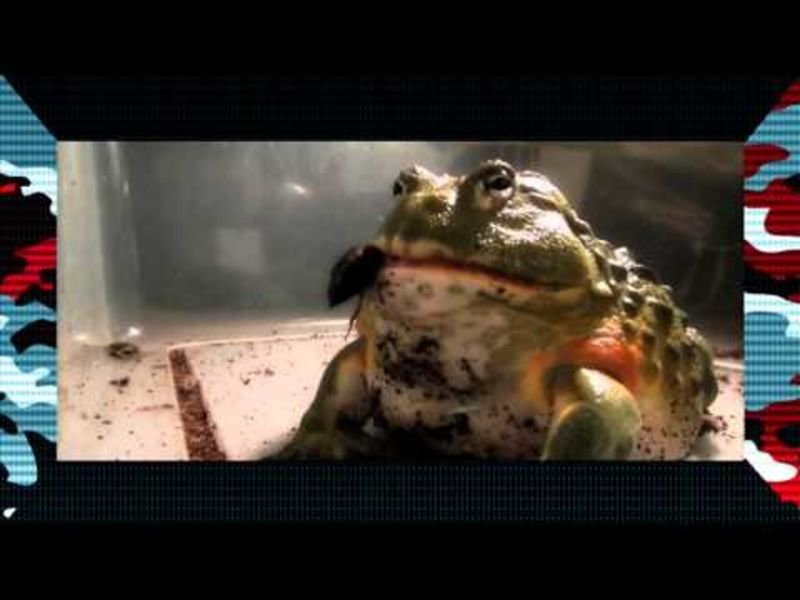 Video: This Crazy Bullfrog Literally Eats Anything It Comes Across! 1