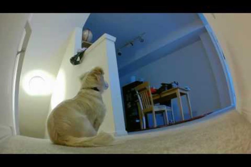 Video: This Poor Doggy Is Not Happy When His Owners Leave. Shouts For Them To Come Back. 1