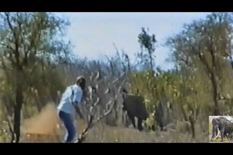 Video: Biggest Kruger Park Idiot Ever. Idiot Vs Rhino 1