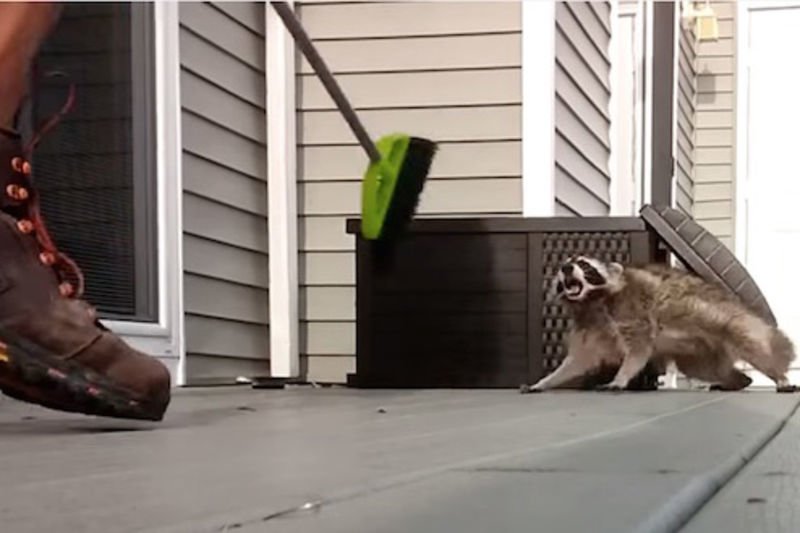 Video: Vicious Raccoon Charges At A Man Armed With A Broom Trying To Scare The Little Bastard Away From His House, The Internet Laughs With Glee! 1