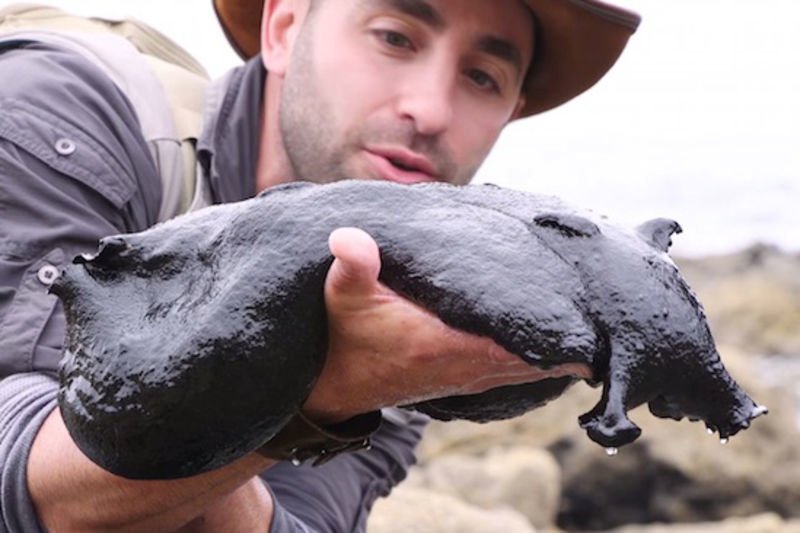 Video: Nature Dude Pulls A Massive Slimey Creature Out Of A Rock Pool, Proving Earth Is Packed With Aliens! 1