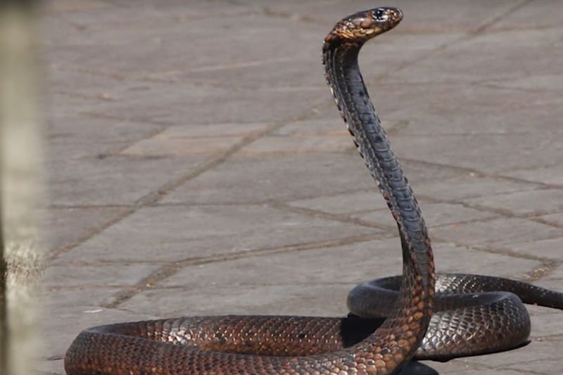 Video: The Most Dangerous Creatures Down South! 1