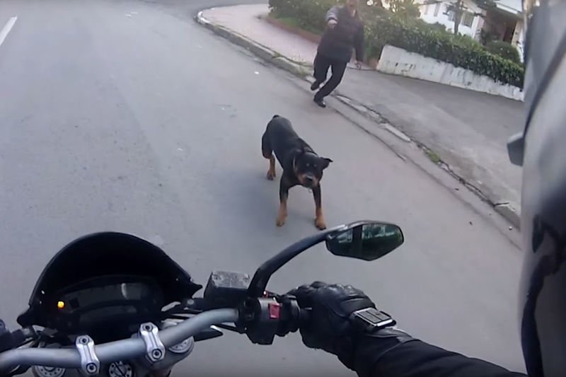 Video: Angry Dogs Vs Bikers - When Dogs Attack!! 1