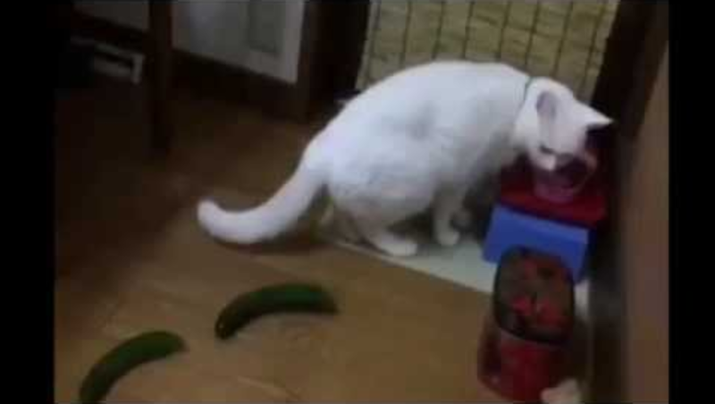 Video: The Reaction Of Cats To Cucumbers. Hilarious! 1