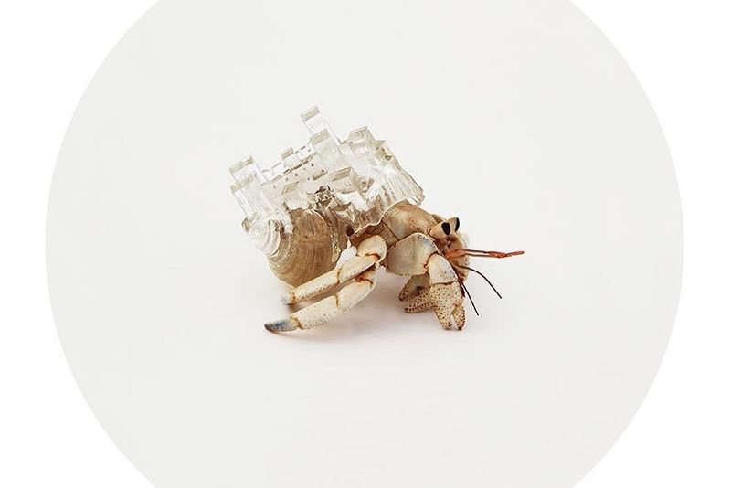 Video: 3d-printed City-shaped Hermit Crab Shells 1