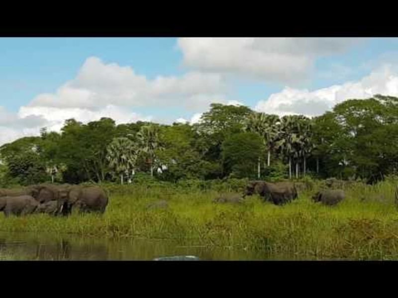 Video: Elephant Escapes From A Crocodile Attack 1