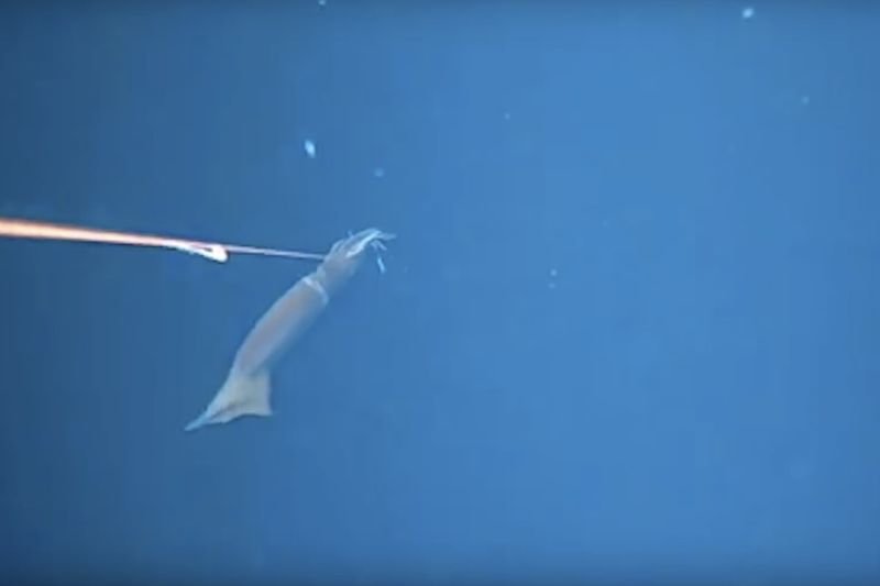 Video: Watch This Super Fast Surprise Squid Attack 1