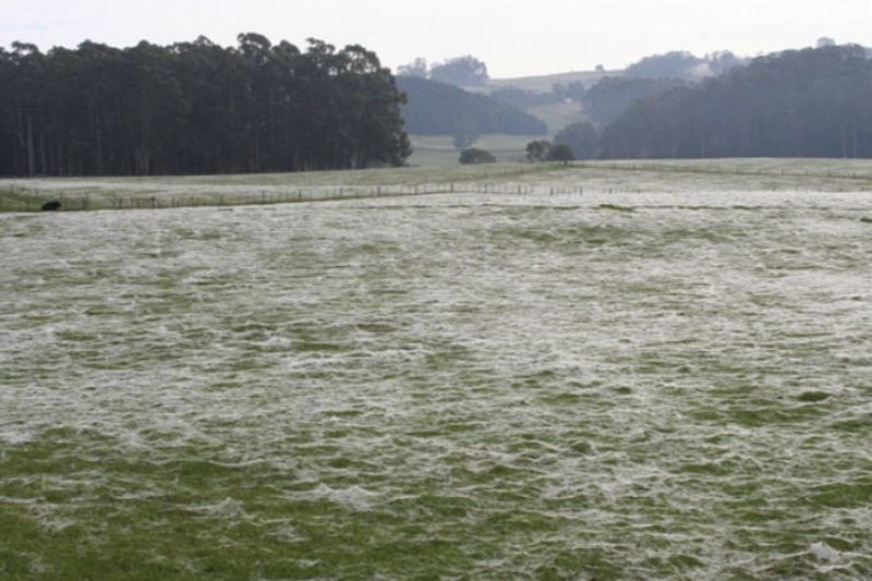 Video: Spiders Create A Moving Landscape In New Zealand 1
