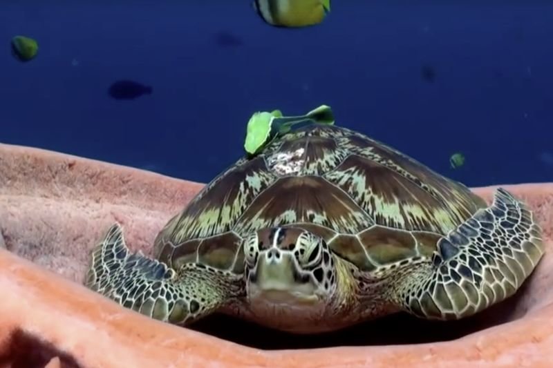 Video: Tired Turtle Finds A Comfy Place To Take A Nap! 1