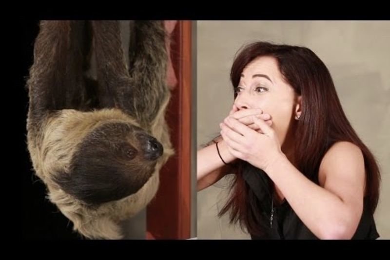 Video: Girl Obsessed With Sloths Meets One For The First Time! 1