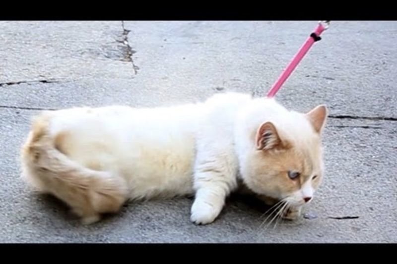 Video: People Try Walking Their Cats! 1
