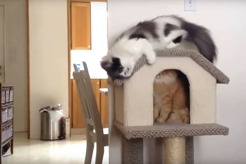Video: These Cat Fails Are Beyond Hilarious!! 1