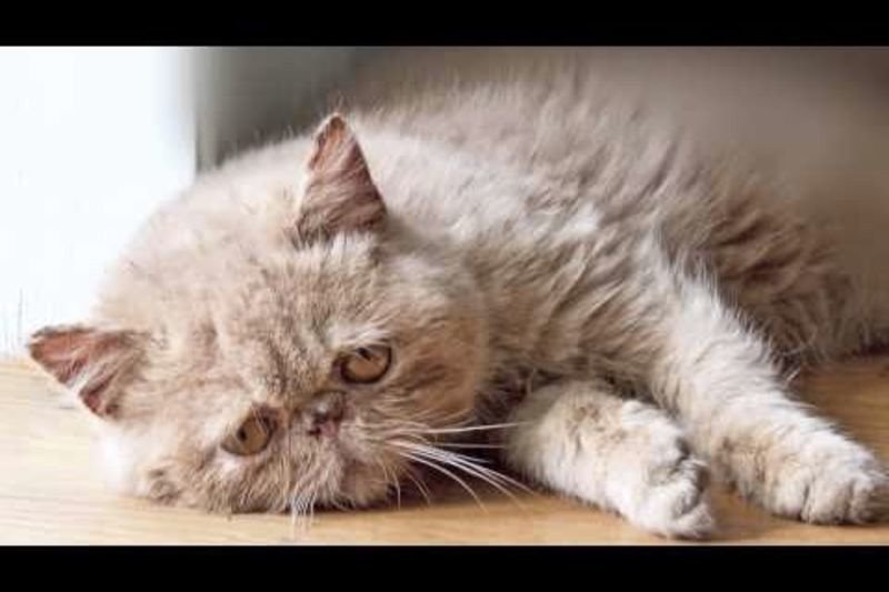 Video: The Sad Cat Diary 1