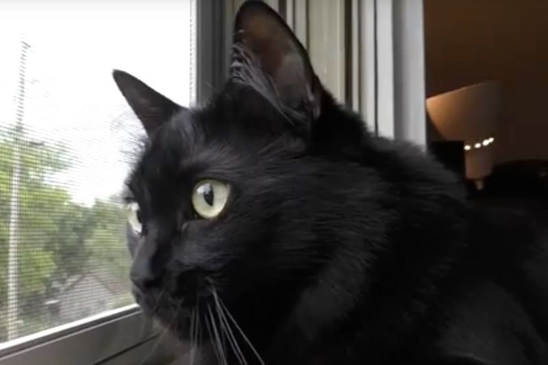 Video: What If Cats Said Mom Instead Of Meow? 1