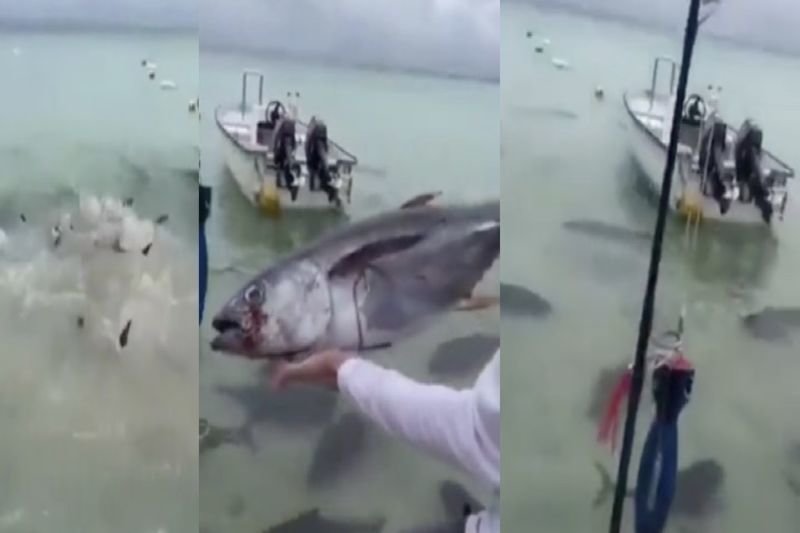 Video: Watch How These Giant Prey Fish Attack A Tuna 1