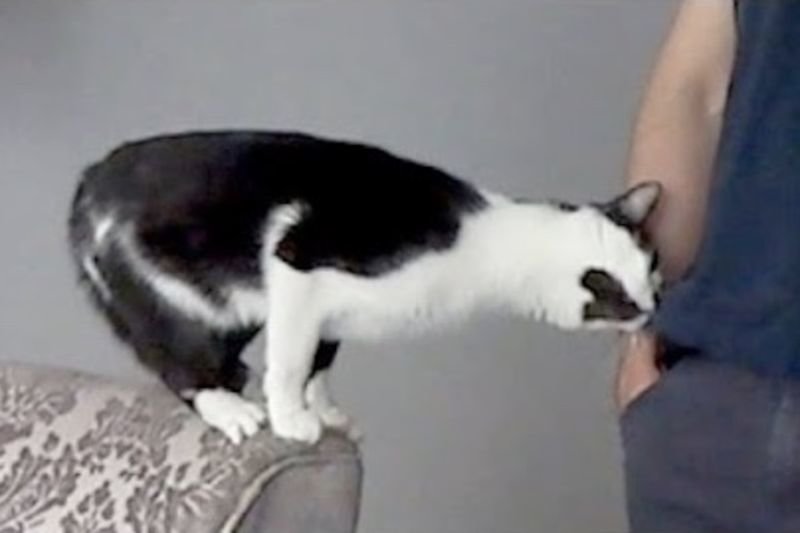 Video: The Neediest Cat Ever! 1